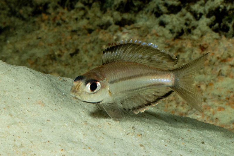 Trematocara marginatum 'Kigoma area'